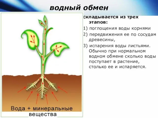 водный обмен складывается из трех этапов: 1) поглощения воды корнями 2)