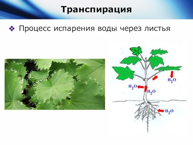 Транспирация Процесс испарения воды через листья