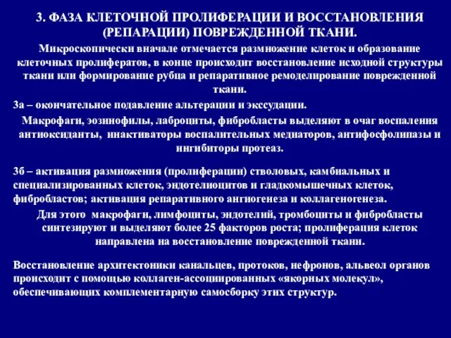 3. ФАЗА КЛЕТОЧНОЙ ПРОЛИФЕРАЦИИ И ВОССТАНОВЛЕНИЯ (РЕПАРАЦИИ) ПОВРЕЖДЕННОЙ ТКАНИ. Микроскопически вначале