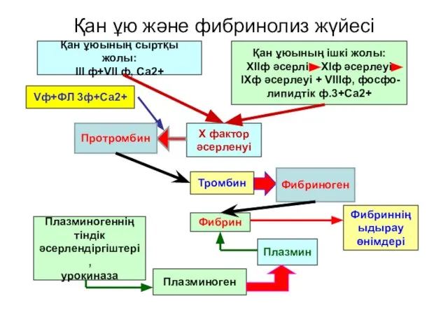 Қан ұю және фибринолиз жүйесі Қан ұюының сыртқы жолы: III ф+VII