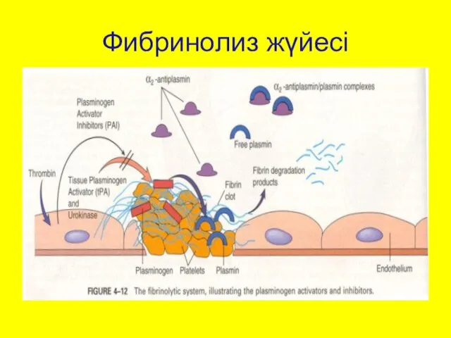 Фибринолиз жүйесі