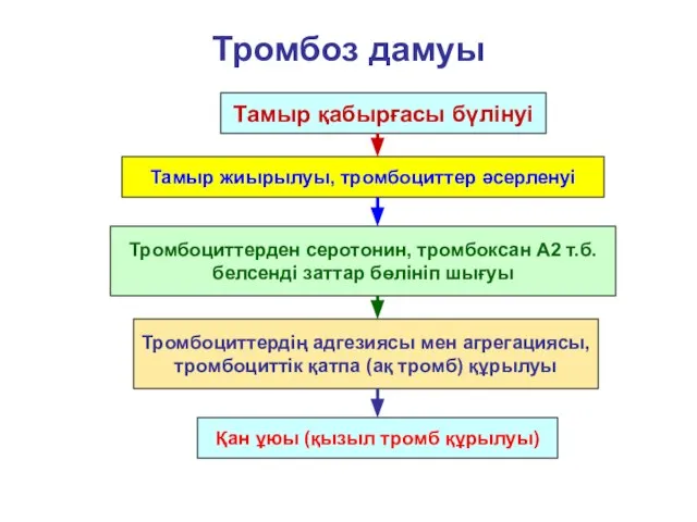 Тромбоз дамуы Тамыр қабырғасы бүлінуі Тамыр жиырылуы, тромбоциттер әсерленуі Тромбоциттерден серотонин,