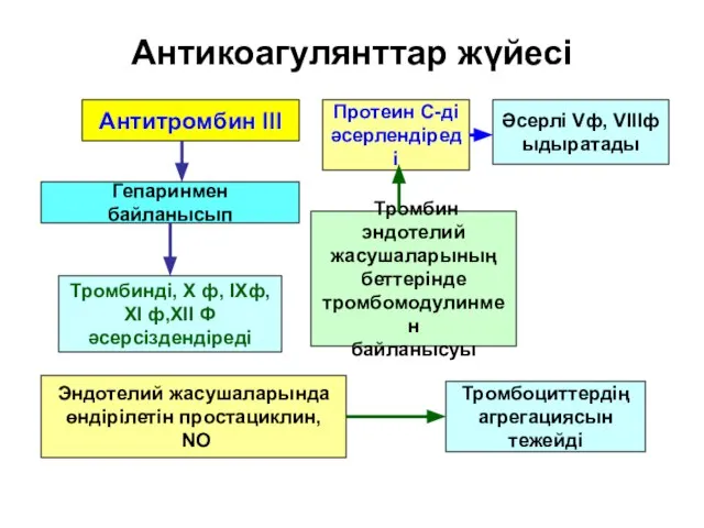 Антикоагулянттар жүйесі Антитромбин III Тромбинді, X ф, IXф, XI ф,XII Ф