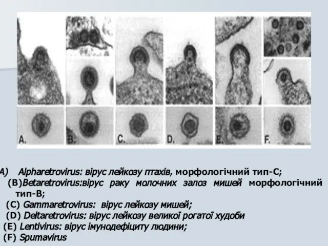 Alpharetrovirus: вірус лейкозу птахів, морфологічний тип-C; (B)Betaretrovirus:вірус раку молочних залоз мишей