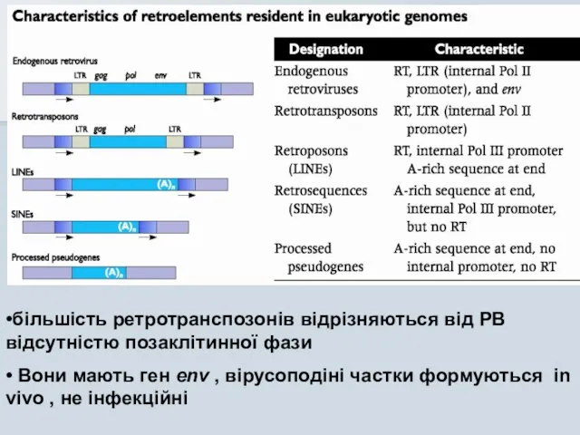 •більшість ретротранспозонів відрізняються від РВ відсутністю позаклітинної фази • Вони мають