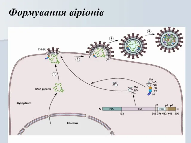 Формування віріонів