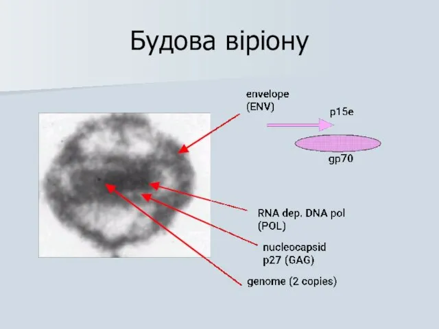 Будова віріону