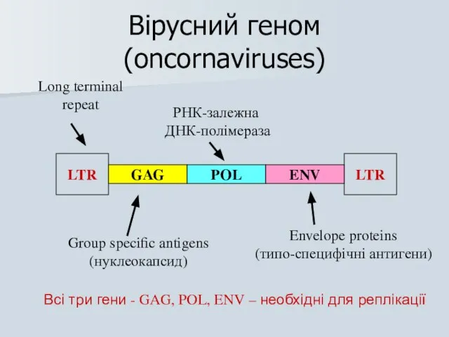 Вірусний геном (oncornaviruses) LTR LTR GAG POL ENV Long terminal repeat