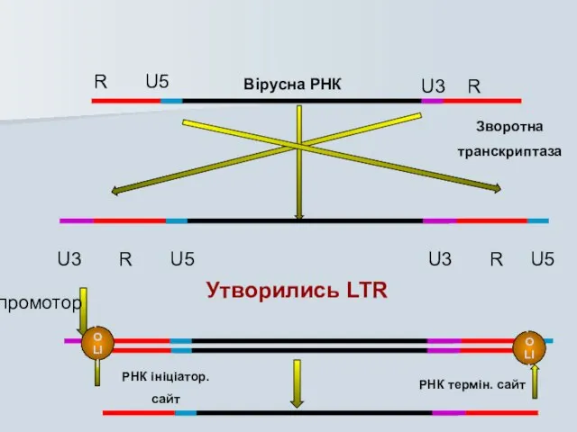 Вірусна РНК Зворотна транскриптаза R U5 U3 R U3 R U5