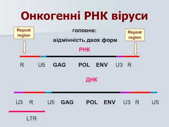 Онкогенні РНК віруси головне: відмінність двох форм РНК R U5 GAG POL ENV U3 R