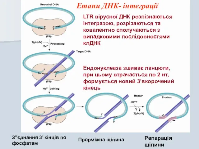 Ендонуклеаза зшиває ланцюги, при цьому втрачається по 2 нт, формується новий