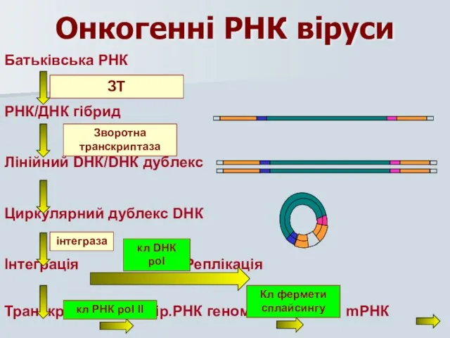 Онкогенні РНК віруси Батьківська РНК РНК/ДНК гібрид Лінійний DНК/DНК дублекс Циркулярний