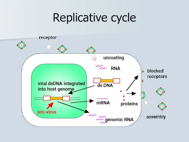 Replicative cycle
