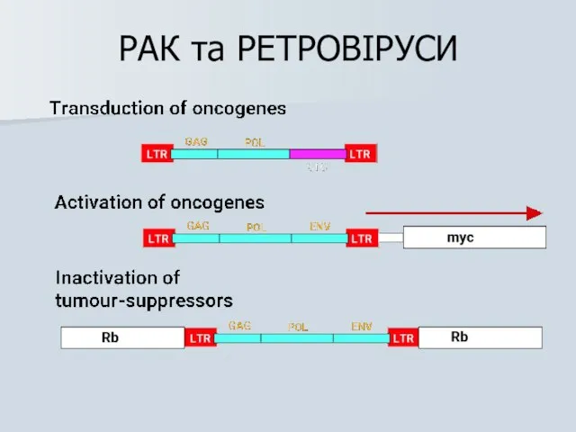 РАК та РЕТРОВІРУСИ