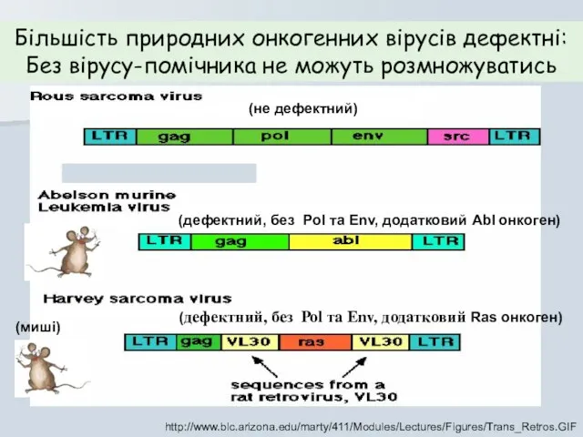 http://www.blc.arizona.edu/marty/411/Modules/Lectures/Figures/Trans_Retros.GIF Більшість природних онкогенних вірусів дефектні: Без вірусу-помічника не можуть розмножуватись