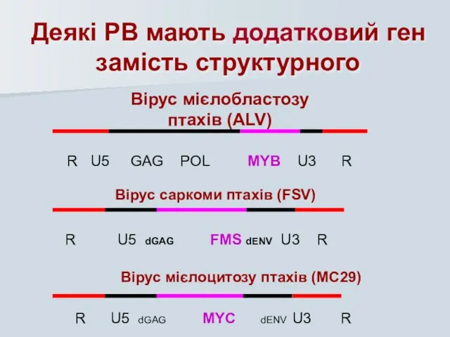 Вірус саркоми птахів (FSV) R U5 dGAG FMS dENV U3 R