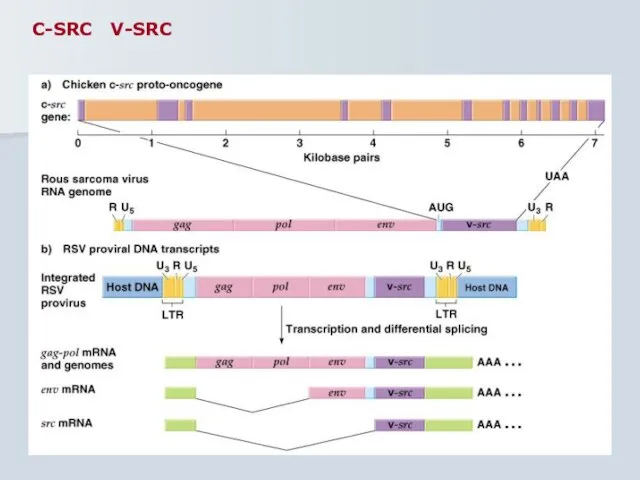 C-SRC V-SRC