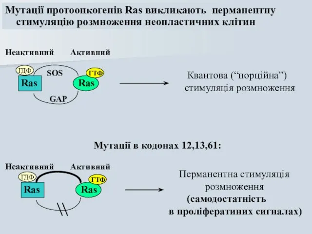 Мутації протоонкогенів Ras викликають перманентну стимуляцію розмноження неопластичних клітин Ras Ras