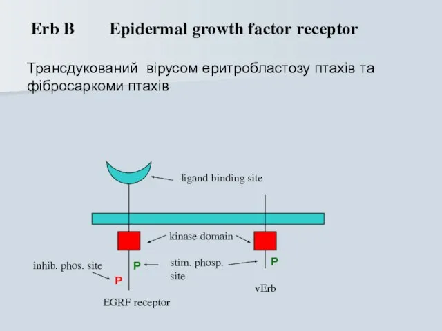 Erb B Epidermal growth factor receptor Трансдукований вірусом еритробластозу птахів та