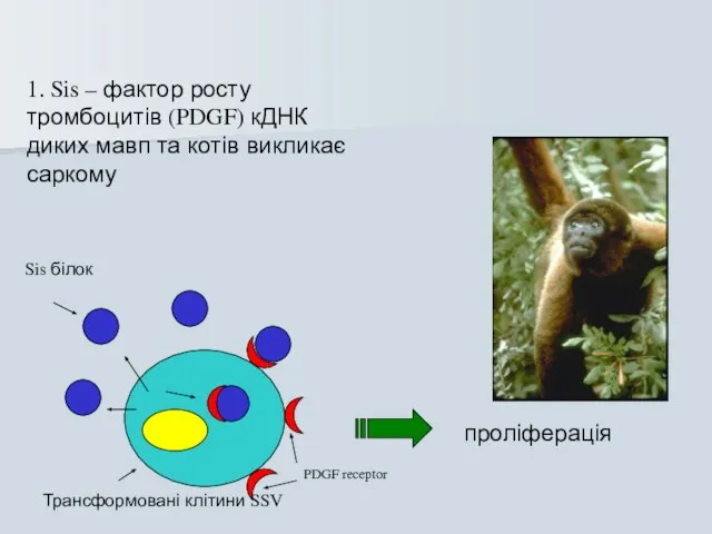 1. Sis – фактор росту тромбоцитів (PDGF) кДНК диких мавп та