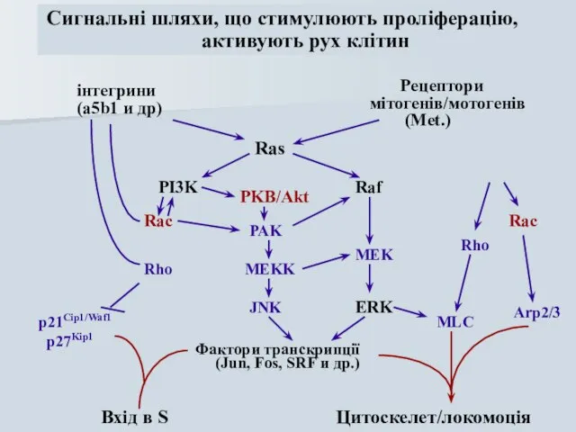 інтегрини (a5b1 и др) Рецептори мітогенів/мотогенів (Met.) PI3K Raf ERK Rho