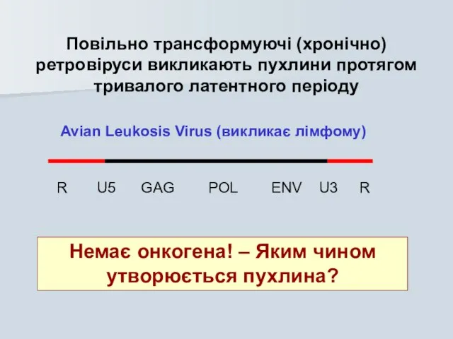 Повільно трансформуючі (хронічно) ретровіруси викликають пухлини протягом тривалого латентного періоду Немає