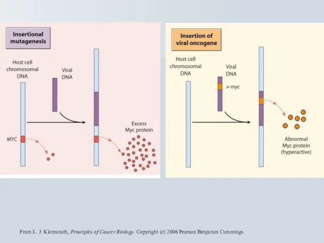 From L. J. Kleinsmith, Principles of Cancer Biology. Copyright (c) 2006 Pearson Benjamin Cummings.