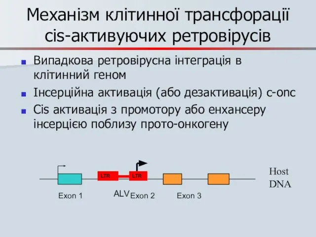 Механізм клітинної трансфорації cis-активуючих ретровірусів Випадкова ретровірусна інтеграція в клітинний геном