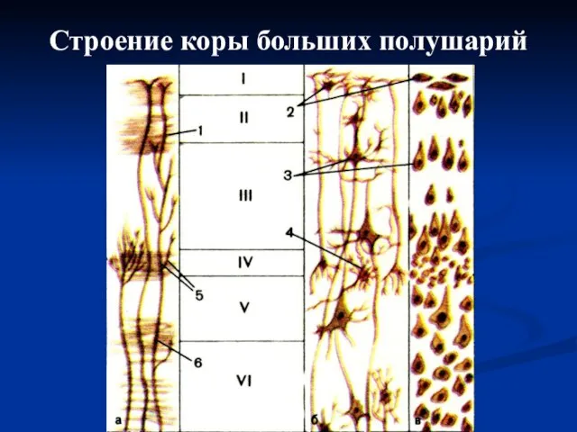 Строение коры больших полушарий