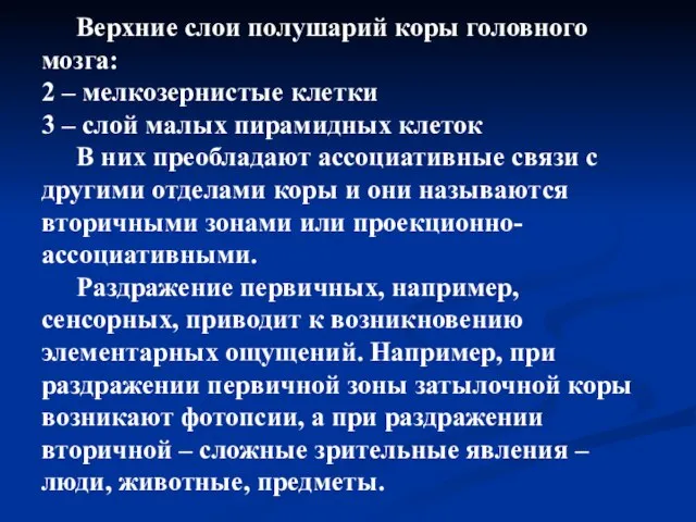 Верхние слои полушарий коры головного мозга: 2 – мелкозернистые клетки 3