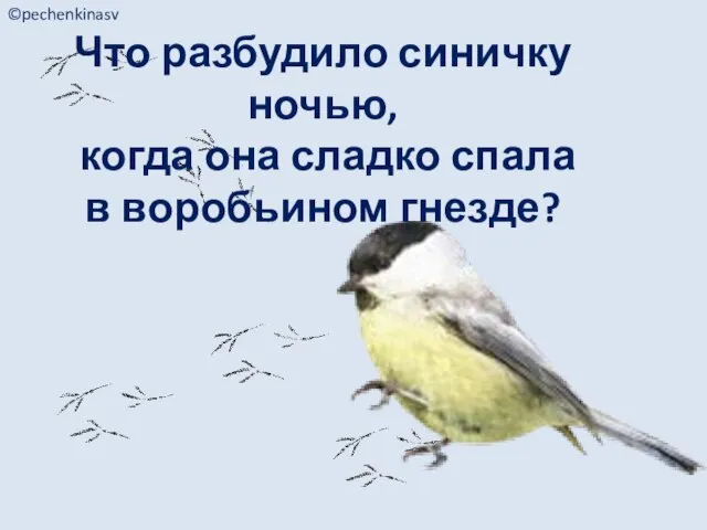 Что разбудило синичку ночью, когда она сладко спала в воробьином гнезде? ©pechenkinasv