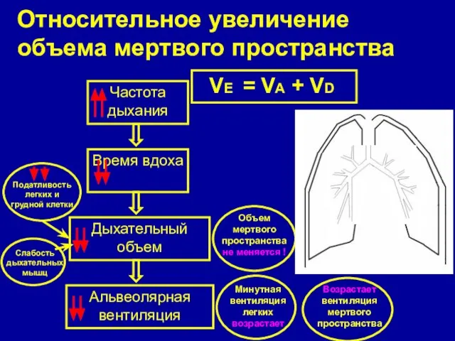 Относительное увеличение объема мертвого пространства VE = VA + VD Частота