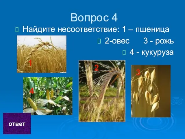 Вопрос 4 Найдите несоответствие: 1 – пшеница 2-овес 3 - рожь