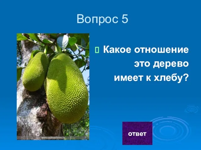 Вопрос 5 Какое отношение это дерево имеет к хлебу? ответ