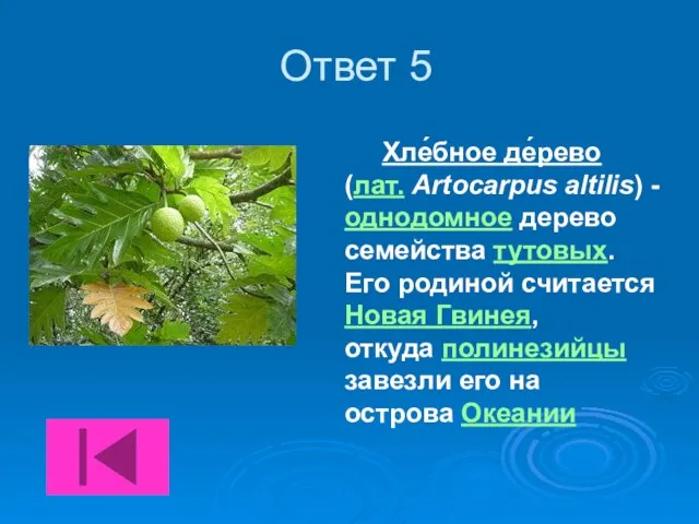 Ответ 5 Хле́бное де́рево (лат. Artocarpus altilis) - однодомное дерево семейства