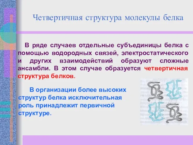 Четвертичная структура молекулы белка В ряде случаев отдельные субъединицы белка с