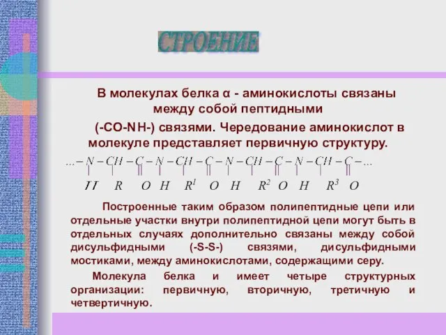 В молекулах белка α - аминокислоты связаны между собой пептидными (-СO-NH-)