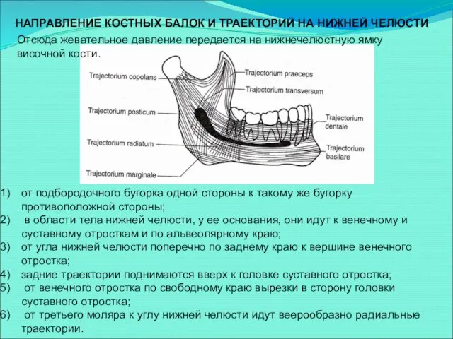 НАПРАВЛЕНИЕ КОСТНЫХ БАЛОК И ТРАЕКТОРИЙ НА НИЖНЕЙ ЧЕЛЮСТИ от подбородочного бугорка