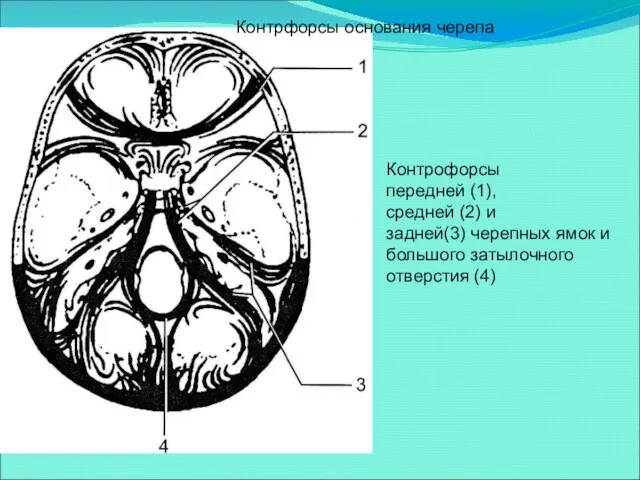 Контрофорсы передней (1), средней (2) и задней(3) черепных ямок и большого