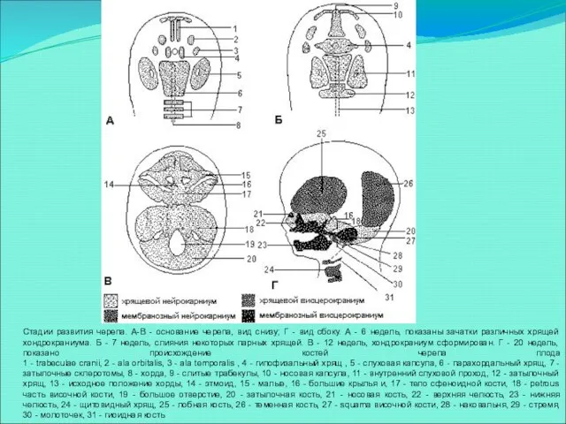 Стадии развития черепа. А-В - основание черепа, вид снизу; Г -