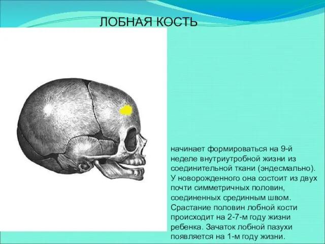 начинает формироваться на 9-й неделе внутриутробной жизни из соединительной ткани (эндесмально).