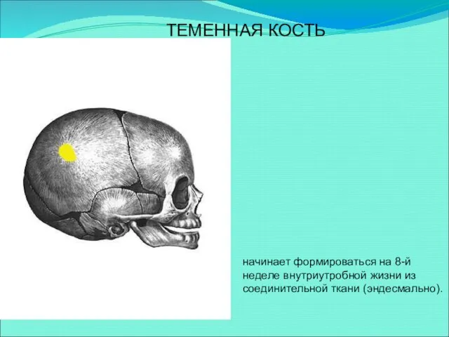 начинает формироваться на 8-й неделе внутриутробной жизни из соединительной ткани (эндесмально). ТЕМЕННАЯ КОСТЬ