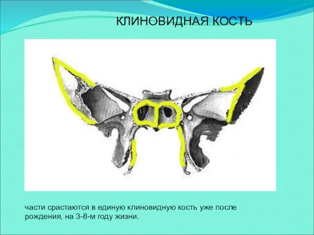 части срастаются в единую клиновидную кость уже после рождения, на 3-8-м году жизни. КЛИНОВИДНАЯ КОСТЬ