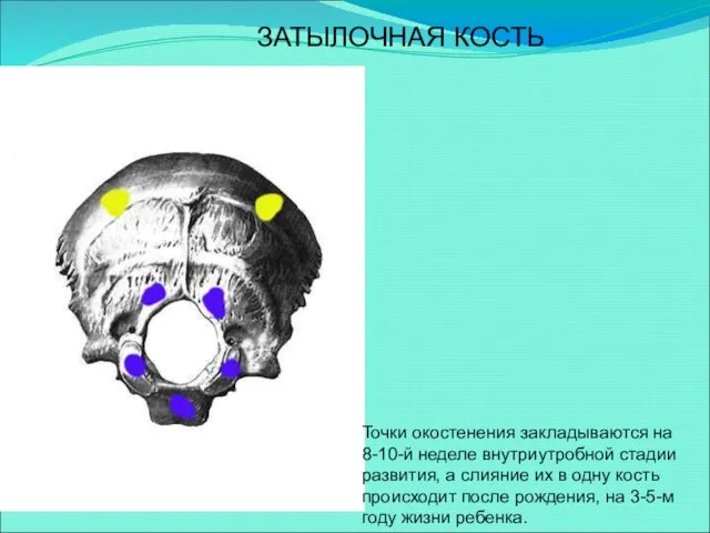 Точки окостенения закладываются на 8-10-й неделе внутриутробной стадии развития, а слияние
