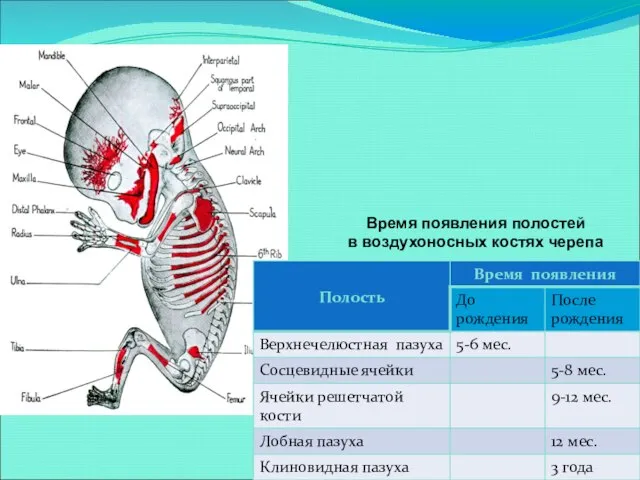 Время появления полостей в воздухоносных костях черепа