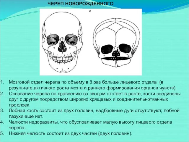 ЧЕРЕП НОВОРОЖДЕННОГО Мозговой отдел черепа по объему в 8 раз больше