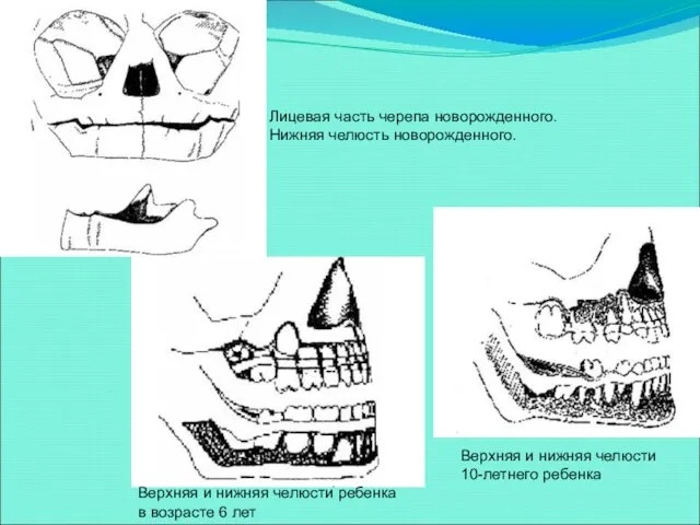 Верхняя и нижняя челюсти 10-летнего ребенка Верхняя и нижняя челюсти ребенка