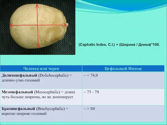 (Cephalic Index, C.I.) = (Ширина / Длина)*100.