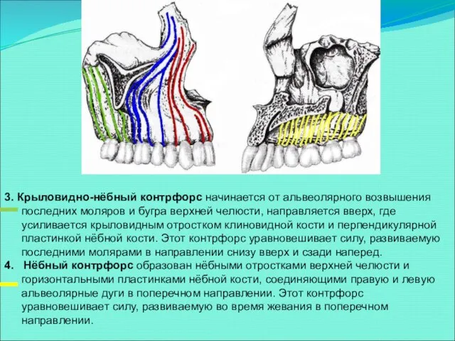 3. Крыловидно-нёбный контрфорс начинается от альвеолярного возвышения последних моляров и бугра