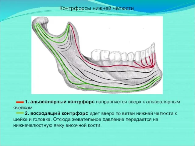 1. альвеолярный контрфорс направляется вверх к альвеолярным ячейкам 2. восходящий контрфорс